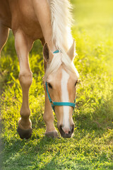 Beautiful palomino horse with long blond mane grazing on spring meadow - obrazy, fototapety, plakaty