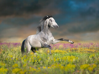 Plakat White horse rearing up on green spring meadow at sunset light in flowers meadow