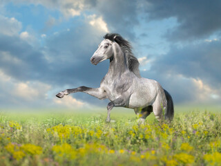 Plakat horse in the field
