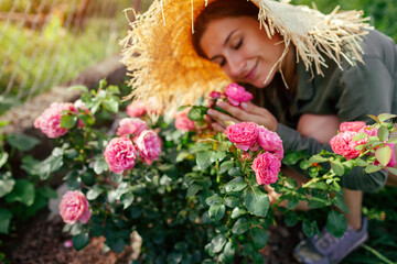 Leonardo da Vinci pink rose blooming in summer garden. Gardener smells blossom. Meilland selection...