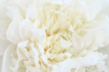 Abstract beautiful white peony flower background. Top view.