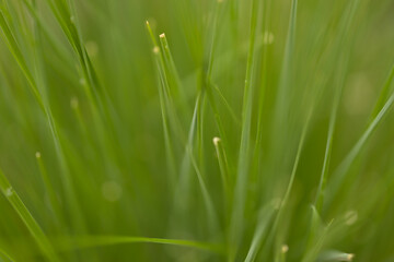 Selective focus image of a pattern and background formed by green grass
