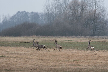 Wild deer running across the fields. Early spring game. Wild animals in Europe.