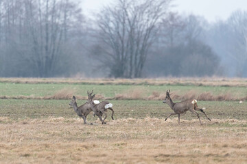 Wild deer running across the fields. Early spring game. Wild animals in Europe.