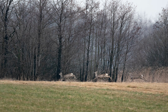 Wild deer running across the fields. Early spring game. Wild animals in Europe.