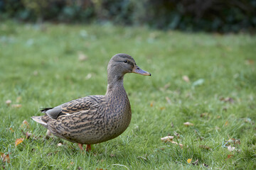 Female wild mallard duck in the park