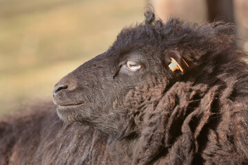 Portrait of a female black ouessant ewe sheep