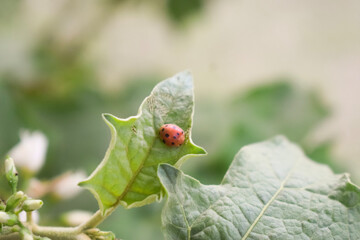 Ladybug on a green leaf