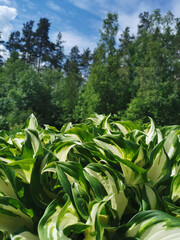 White-green young leaves of the hosta against the background of trees and a blue sky with clouds.