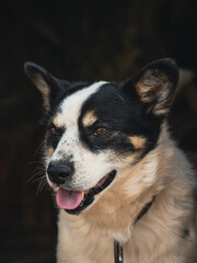 Close up portrait of dog with tongue hanging out