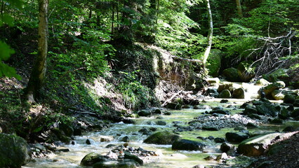 torrent