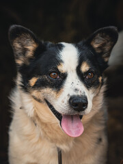 Close up portrait of dog with tongue hanging out