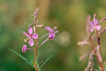 Flowers in the garden