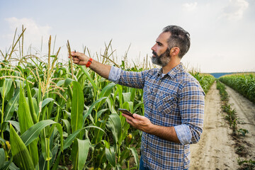 Agronomist is standing in growing corn field. He is examining corn crops after successful sowing.