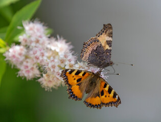 A pair of Small Tortoiseshell Butterfly (Aglais urticae) Aglais urticae on spirea flowers.
This is one of the brightest and most colorful representatives of day butterflies. Nettle is one of the food 