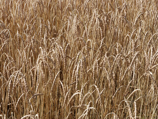 (Triticum spelta) Epis de blés gaulois ou grands épeautres à grains en épillets jaunes dorés