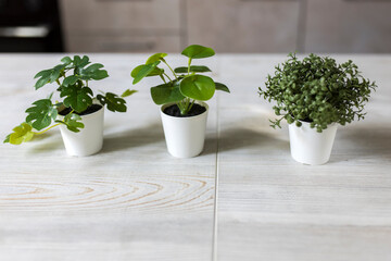 Artificial miniature copies of monstera and tropical plants with the head of David and a small coffee gray cup are on a wooden table in a beige kitchen interior
