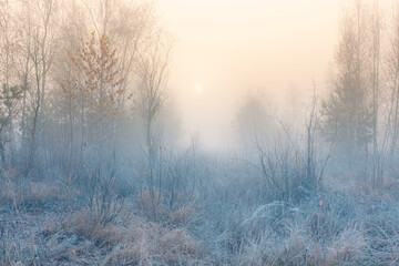 Obraz na płótnie Canvas November dreamy frosty morning. Beautiful autumn misty cold sunrise landscape in blue tones. Fog and hoary frost at scenic high grass copse.