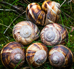 Snail shells on green grass.