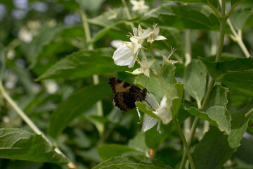 Orange butterfly (Aglais urticae) sits on jasmine flowers