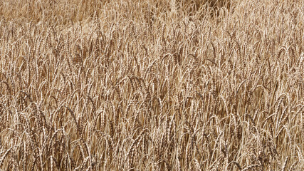 (Triticum spelta) Epis de blés gaulois ou grands épeautres à grains en épillets jaunes dorés