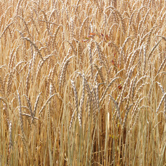 Triticum spelta - Epeautre ou blé des Gaulois, céréale bio sur tige en épis à grains jaune doré entrourés de glumes
