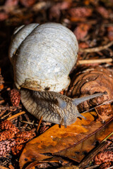 Weinbergschnecke im Garten