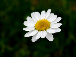 Obraz premium white daisy flower