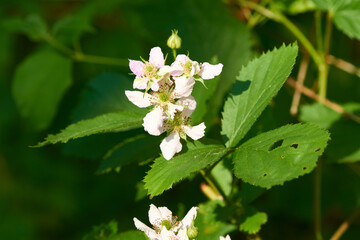 Brombeerblüten