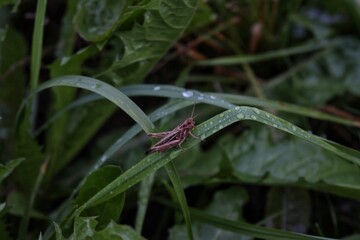 lizard on a leaf