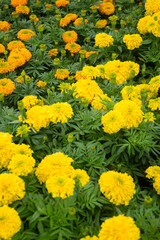 Tropical plant pot sale in green market