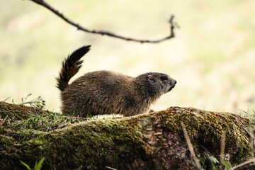 mountain animal in a green grassland landscape