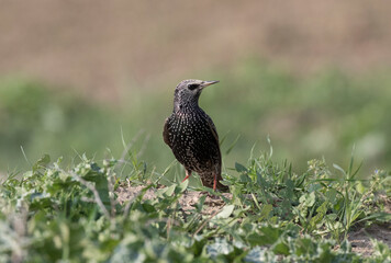 Common Starling