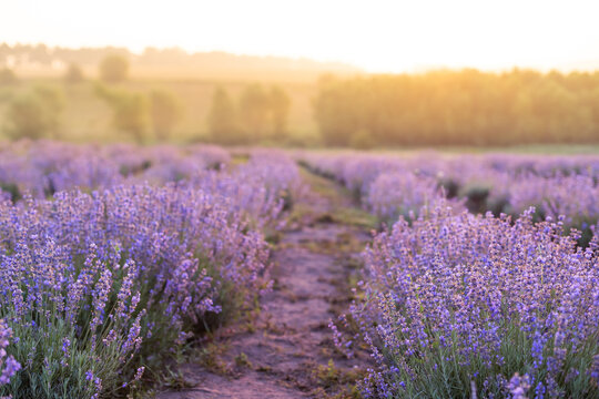 Beautiful image of lavender field Summer sunset landscape