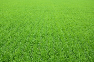 Fields with green rice fields