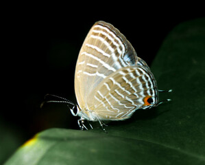 Butterfly with beautiful patterns on the wings resting or feeding.