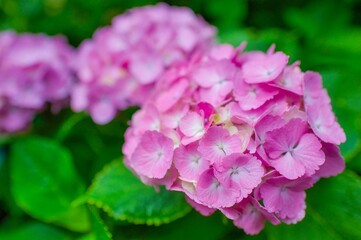 ピンク色のあじさい