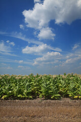 Fototapeta na wymiar Blossoming green tobacco plants in field with blue sky and white clouds
