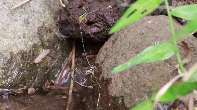 dragonflies that are mating and laying eggs