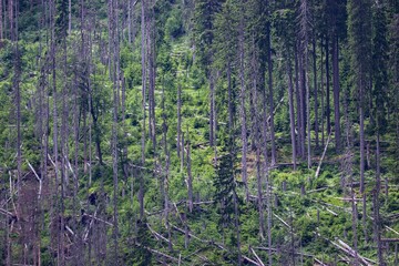A view to the broken trees in the forest after calamity at Sumava, Czech republic