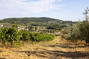Obraz premium Olivenhain und Weinreben in der Toskana