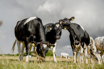 Cows in a field