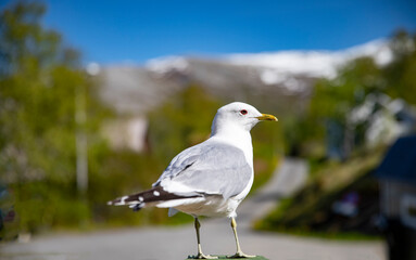 Seagull visit on the porch on a hot summer day,Helgeland,Nordland county,scandinavia,Europe	