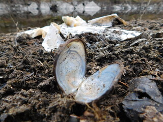 open shell of Margaritifera margaritifera mussle in malse river czech republic  freshwater pearl mussel endangered species of freshwater mussel, an aquatic bivalve mollusc in the family Margaritiferid © Michaela Holubová