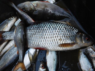 oach (Rutilus rutilus), also known as the common roach, is a fresh- and brackish-water fish of the...