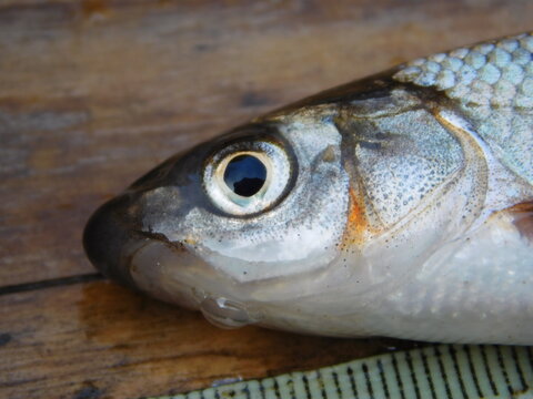 The common nase Chondrostoma nasus is a European potamodromous cyprinid fish. It is often simply called the nase, but that can refer to any species of its genus Chondrostoma. Another name is sneep.