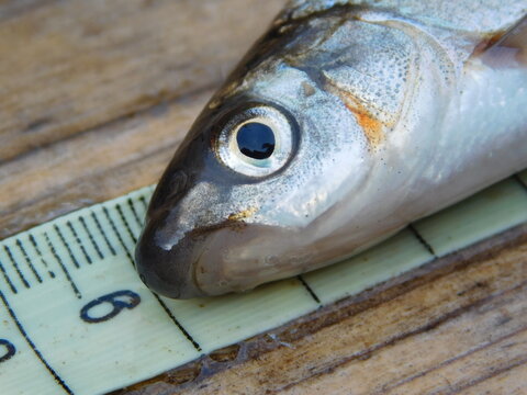 The common nase Chondrostoma nasus is a European potamodromous cyprinid fish. It is often simply called the nase, but that can refer to any species of its genus Chondrostoma. Another name is sneep.