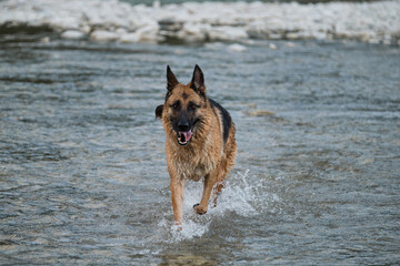 Walk with pet by pond. Beautiful German Shepherd dog of black and red color runs along river with happy muzzle and splashes fly in different directions from under paws.