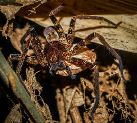 A big spider carrying and protecting it's eggs sitting on dry leaves. 