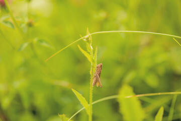 Brown grasshopper sits on green grass on a blurred background. Orthoptera insect. Natural concept. Copy space.